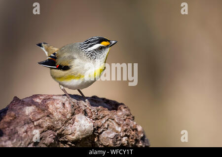 Gestreift (Pardalotus Pardalote striatus), Melbourne, Victoria Stockfoto