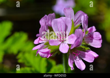 Pelargonium 'Attar of Roses', ein duftendes Blatt Geranium Stockfoto