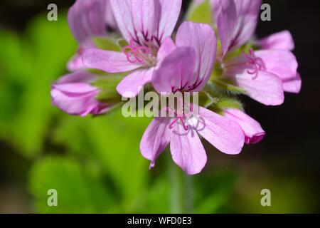 Pelargonium 'Attar of Roses', ein duftendes Blatt Geranium Stockfoto