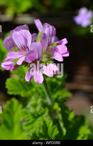 Pelargonium 'Attar of Roses', ein duftendes Blatt Geranium Stockfoto