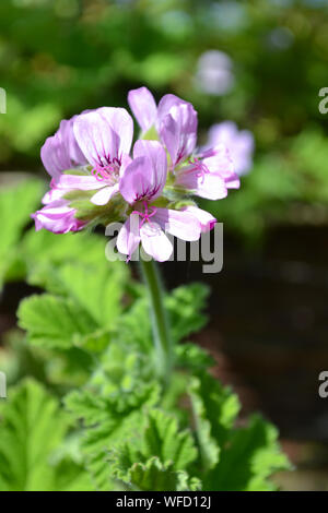 Pelargonium 'Attar of Roses', ein duftendes Blatt Geranium Stockfoto