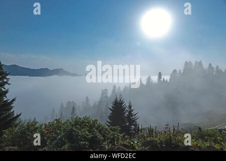 Nebel bewegen sich in einem Tal zwischen den Bäumen. Georgien Stockfoto