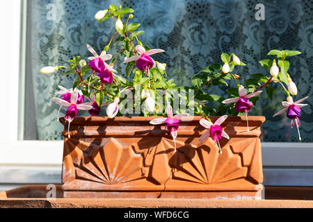 Rosa und Weiß fuchsia im Tontopf stehen im Freien vor einem Fenster mit weißen Vorhängen. Stockfoto