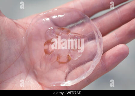 Quallen, Medusa auf einer Hand - Ostsee Fauna. Stockfoto