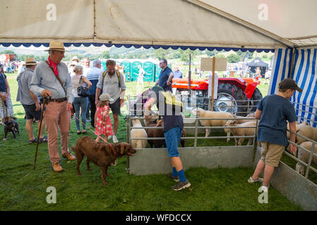 Hoffen auf den August Bank Holiday 2019 in Derbyshire, England. Schafe in der Junglandwirte Festzelt. Stockfoto