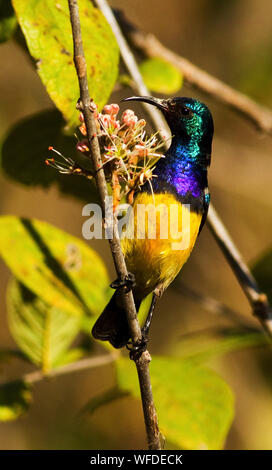 Wie der Name der Zucht Gefieder des Männchens Gelb schlägt vor-bellied Sunbird je nach Entstehungsort variiert Stockfoto