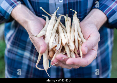 Bauer hält ein frisches Erntegut bean Pods in seinen Händen, organisches Gemüse aus dem Garten Stockfoto