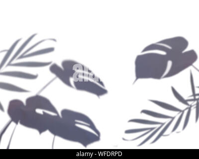 Schatten der tropische Blätter auf Weiß Stockfoto