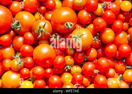 Frische Tomaten aus dem Garten Englisch Stockfoto