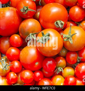 Frische Tomaten aus dem Garten Englisch Stockfoto