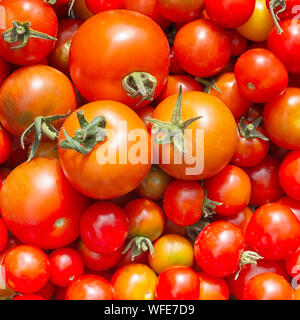 Frische Tomaten aus dem Garten Englisch Stockfoto