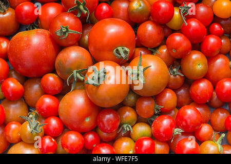 Frische Tomaten aus dem Garten Englisch Stockfoto