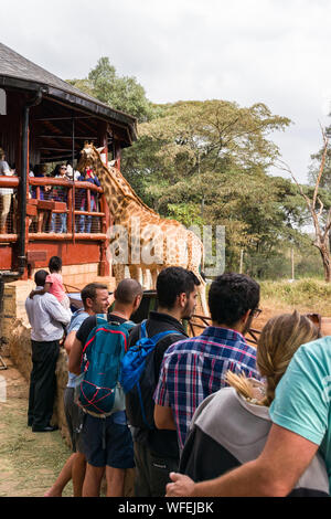 Touristen an der Giraffe Center mit Rothschild Giraffen auf der Aussichtsplattform, Nairobi, Kenia Stockfoto