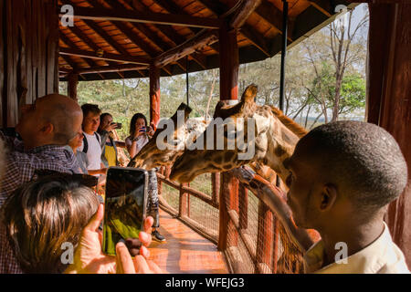 Touristen an der Giraffe Center mit Rothschild Giraffen auf der Aussichtsplattform, Nairobi, Kenia Stockfoto