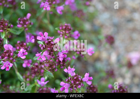 Rosa schleichende Thymian, Thymus serpyllum Rosa chintz Stockfoto