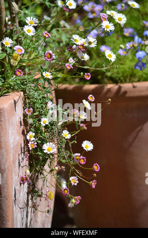 Erigeron karvinskianus, Mexikanische fleabane in einem terracotta Terrasse Container. Stockfoto