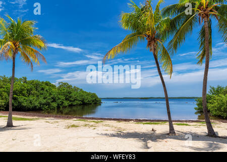 Kokospalmen an einem tropischen Strand in Florida Keys. Stockfoto