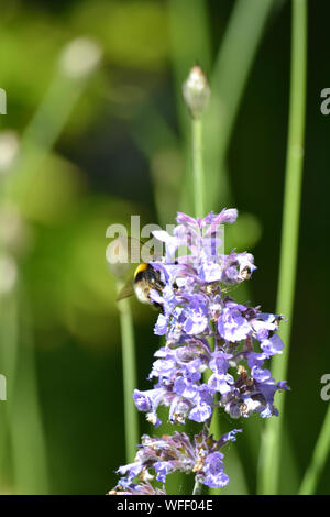 Biene auf Blume, Katzenminze Nepeta mussini Stockfoto