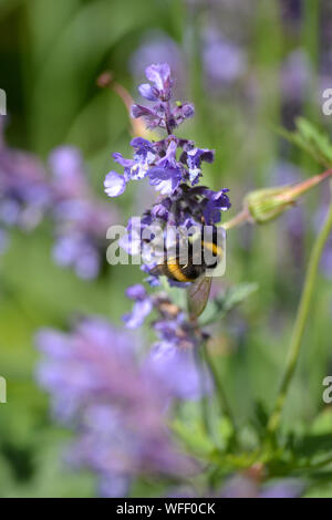 Biene auf Blume, Katzenminze Nepeta mussini Stockfoto