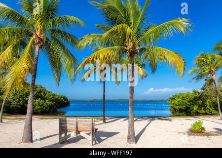 Bank unter Palmen an einem tropischen Strand in Florida Keys. Stockfoto