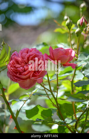 Boscobel Rose, ein lachsrosa David Austin Rose gezüchtet in einem Englischen Garten, im Sommer leicht schattiert Stockfoto