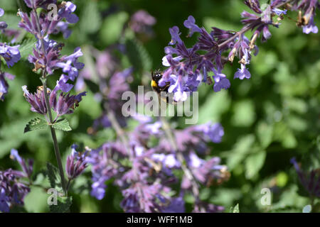 Biene auf Katzenminze Nepeta mussini, Stockfoto