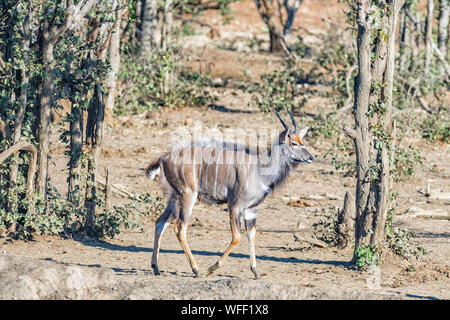 Seitenansicht eines jungen Nyala Stier, Tragelaphus angasii, Wandern Stockfoto