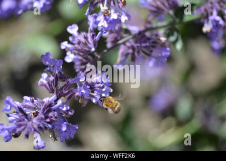 Biene auf Katzenminze Nepeta mussini, Stockfoto