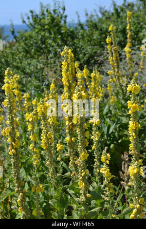 Molène thapsus, gemeinsame Königskerze Stockfoto