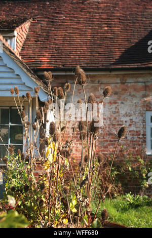 Teasels in einem Cottage Garten auf der High Street, Selborne, Hampshire, Großbritannien Stockfoto