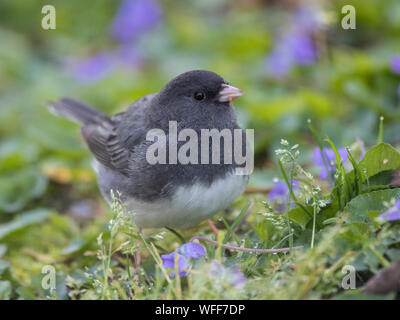 Porträt einer männlichen dark-eyed Junco, Junco Hyemalis. Stockfoto