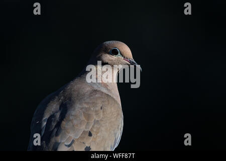 Nahaufnahme einer Taube, Zenaida macroura, in Moody Licht. Stockfoto