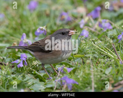 Junco, Junco hyemalis, Fütterung auf jährliche bluegrass, Poa annua. Stockfoto