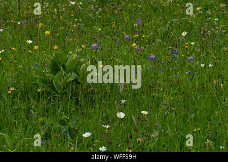 Ein Feld voller bunter Blumen im Sommer Stockfoto