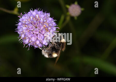 White-tailed Hummel (Bombus lucorum) Fütterung auf scabious Blume, in Pollen, Monmouth, Wales, September Stockfoto