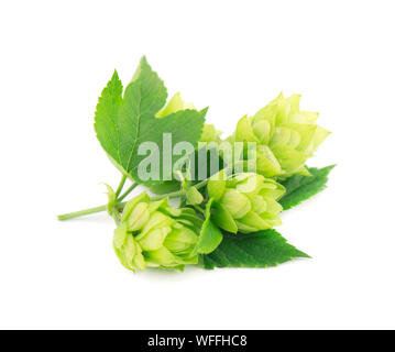 Grün Zweig der Hopfen auf einem weißen Hintergrund isoliert Stockfoto