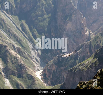 Kondore über den Colca Canyon bei Condor Kreuz oder Cruz Del Condor Aussichtspunkt in Chivay, Peru Stockfoto