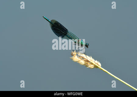 Gebänderte Demoiselle (Calopteryx splendens) Männchen auf Gras seedhead, Somerset, England, Juli Stockfoto