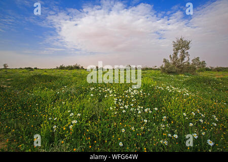 Üppige Landschaft der Wüste nach Regen, Riad, Saudi-Arabien Stockfoto