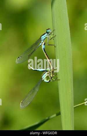 Blue-tailed Damselfly (Ischnura elegans) männliche Gegenstück mit weiblichen, Somerset, England, kann Stockfoto