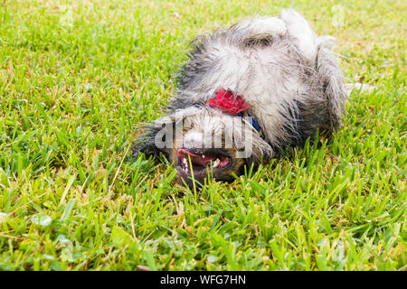 Australian Shepherd Dog rolling im Gras, United States Stockfoto