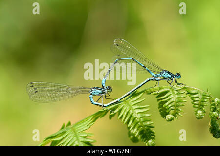 Variable Damselfly (Coenagrion pulchellum) Paar Paaren auf Farn Blatt, Somerset, England, Mai Stockfoto