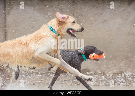 Zwei spielende Hunde am Strand, United States Stockfoto