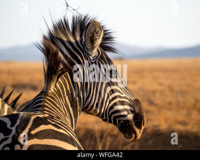 Closeup Portrait von Zebra im Mlilwane Wildlife Sanctuary, Swasiland, Südafrika. Stockfoto