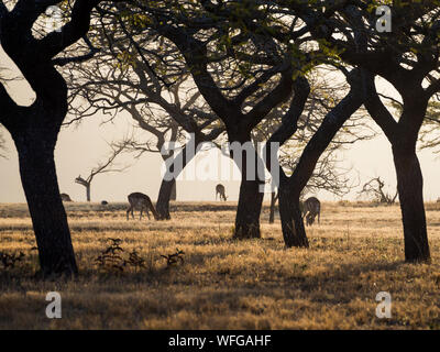 Anzeigen von Impala Antilopen Weiden zwischen den Silhouetten der Bäume bei Sonnenuntergang, Mlilwane Wildlife Sanctuary, Swasiland, Afrika. Stockfoto