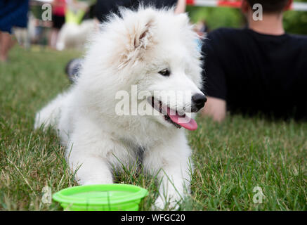 Auf weiße Samojeden Hund schließen auf Gras Stockfoto