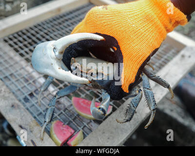 Große fleischfressende Krabben in Martinique Stockfoto