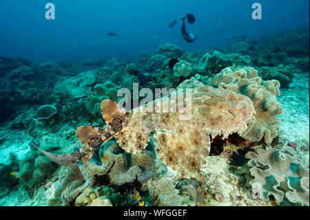 Tasseled wobbegong Hai, Eucrossorhinus dasypogon, Raja Ampat Indonesien. Stockfoto