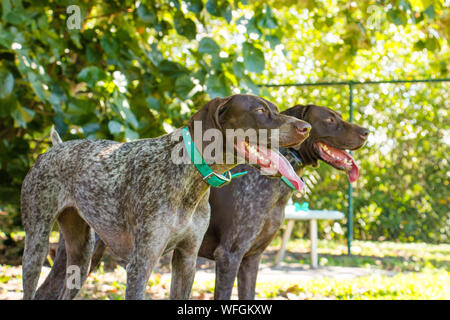 Zwei deutsche Kurzhaar Pointer Hunde in einem Hund Park, United States Stockfoto