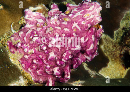 Kolonialen Seescheiden, Didemnum, sp., Raja Ampat Indonesien Stockfoto